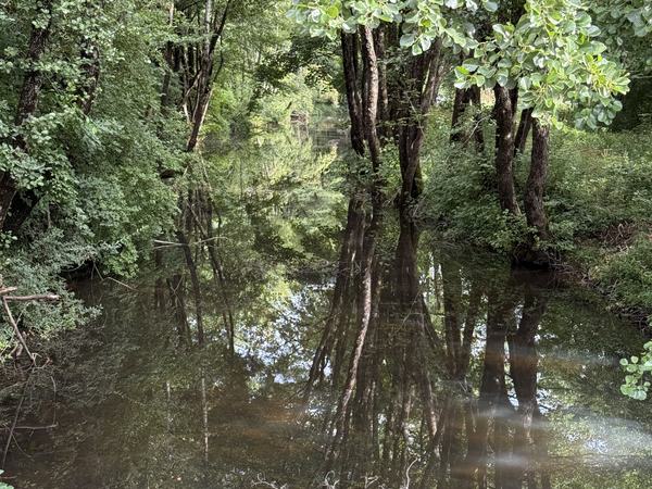 Un ruscello nel bosco