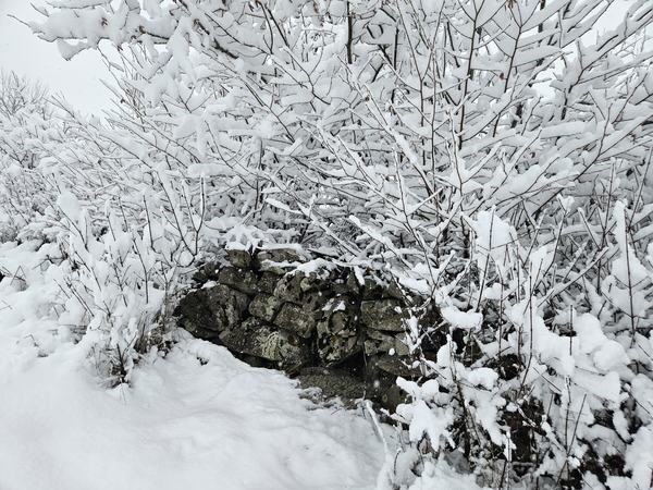 Un muretto in pietra e cespugli sotto la neve